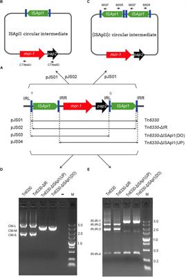 The ISApl12 Dimer Circular Intermediate Participates in mcr-1 Transposition